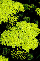 Sunny Seduction Yarrow (Achillea millefolium 'Sunny Seduction') - QT