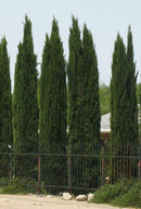 Italian Cypress (Cupressus sempervirens) - 1 gallon