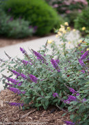 Proven Winner® Color Choice® Lo & Behold® Blue Chip Jr Butterfly Bush (Buddleia '‘Blue Chip Jr’') - QT
