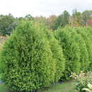 Cheer Drops® Arborvitae (Thuja occidentalis 'Cheer Drops') - QT