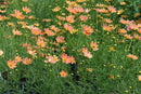 Creme Caramel™ Tickseed (Coreopsis verticillata 'Novcorcar') - 1 gallon