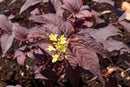 Nightglow® Bush Honeysuckle (Diervilla sessilifolia 'Nightglow') - 3 gallon 15"