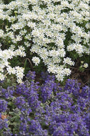 Alexander’s White Candytuft (Iberis sempervirens 'Alexanders White') - 1 gallon