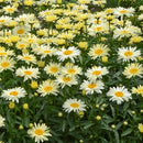 Amazing Daisies® 'Banana Cream II' Shasta Daisy (Leucanthemum S 'Banana Cream 2') - 1 gallon