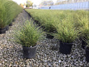 Bandwidth Maiden Grass (Miscanthus 'M. S. Bandwidth') - 3 gallon