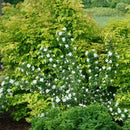Illuminati Arch® Mockorange (Philadelphus illuminati 'Arch') - 3 gallon 18"
