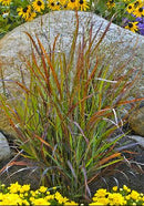 Prairie Winds® 'Cheyenne Sky' Red Switch Grass (Panicum virgatum 'Cheyenne Sky') - 3 gallon
