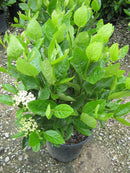 Winterthur Viburnum (Viburnum nudum 'Winterthur') - 2 gallon 10"