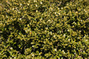 Chilly Willy Japanese Holly (Ilex crenata 'Winterscape Chilly Willy') - 3 gallon 15"