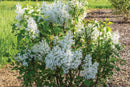 Lilac New Age White (Syringa 'New Age White') - 3 gallon