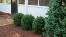 NewGen Freedom® Boxwood (Buxus newgen 'Freedom') - 2 gallon 10"
