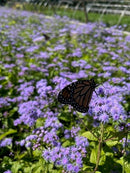 Blue Mistflower (Eupatorium coelestinum) - 1 gallon