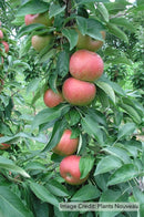 Fruit Snacks™ Blushing Delight™ Apple (Malus Fruit Snacks Blushing Delight Malus 'A68-173') - 2 gallon