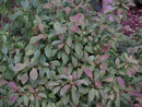 Dwarf Fragrant Viburnum (Viburnum farreri 'Nanum') - 3 gallon 15"