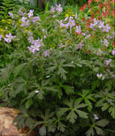 Espresso Cranesbill (Geranium M 'Espresso') - 1 gallon