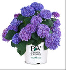 Let's Dance® Rhythmic Blue® Reblooming Hydrangea (Hydrangea macrophylla 'Lets Dance Rhythmic Blue') - 2 gallon