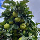 Fruit Snacks® Tangy Green™ Apple (Malus 'Fruit Tangy Green') - 2 gallon