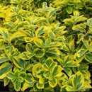 Emerald ‘n Gold Wintercreeper (Euonymus fortunei 'Emerald N Gold') - 2 gallon 10"