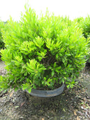 Northern Bayberry (Myrica pennsylvanica) - 3 gallon 18"