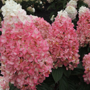 Magical® Ruby Snow Hydrangea  (Hydrangea 'P Ruby Snow') - 3 gallon