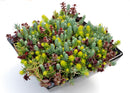 Flaming Carpet Stonecrop (Sedum 'Flaming Flaming Carpet') - 1 gallon