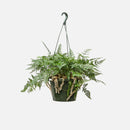 6" Rabbit Foot Fern Hanging basket