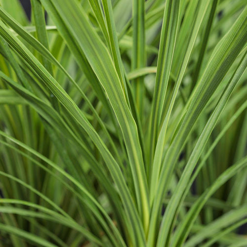 1 Quart Proven Winners Grasses