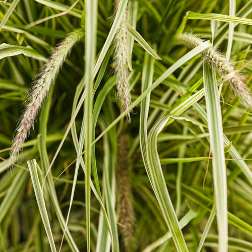 1 Quart Proven Winners Grasses