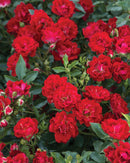 Red Drift Groundcover Rose