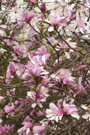 Magnolia Loebneri Leonard Messel