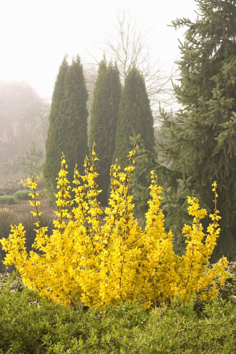 Forsythia Magical Gold