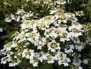 Summer Snowflake Doublefile Viburnum