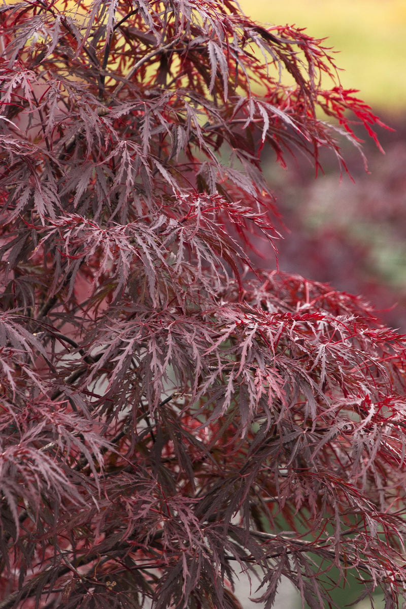 Acer Palmatum Red Dragon Japanese Maple