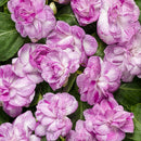 Rockapulco Double Impatiens - 4"  Annual