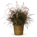 Proven Winner Graceful Grasses - 6"