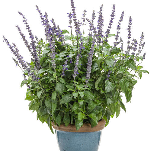 Annual Salvia - 6"