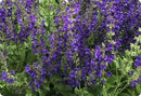 Salvia - Assorted Varieties