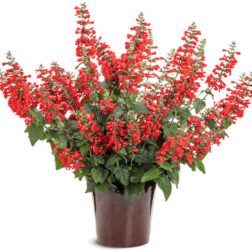 Annual Salvia - 6"