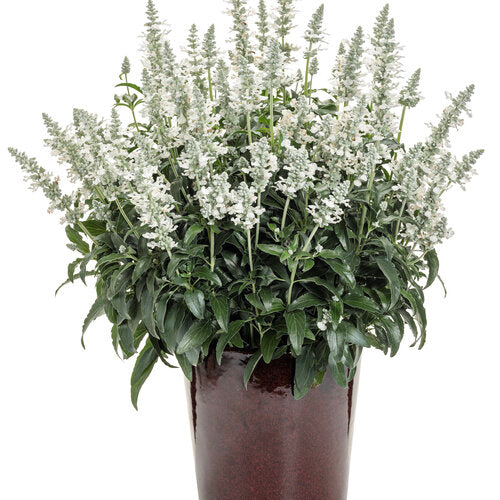 Annual Salvia - 6"