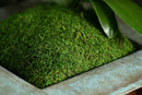 SuperMoss-Sheet Moss Preserved 110 CU IN.