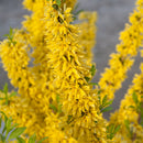 Forsythia Show Off