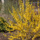 Forsythia Show Off