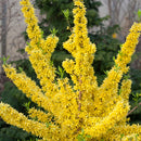 Forsythia Show Off