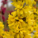 Forsythia Show Off Starlet