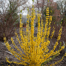 Forsythia Show Off Starlet