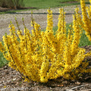 Forsythia Show Off Sugar Baby