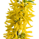 Forsythia Show Off Sugar Baby