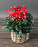 Cyclamen Assorted