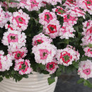 Verbena - 4" Annual