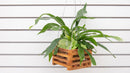 Staghorn Fern 4"